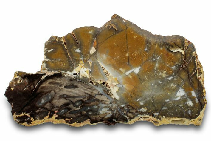 Petrified Peanut Wood and Agate Slab - Australia #260790